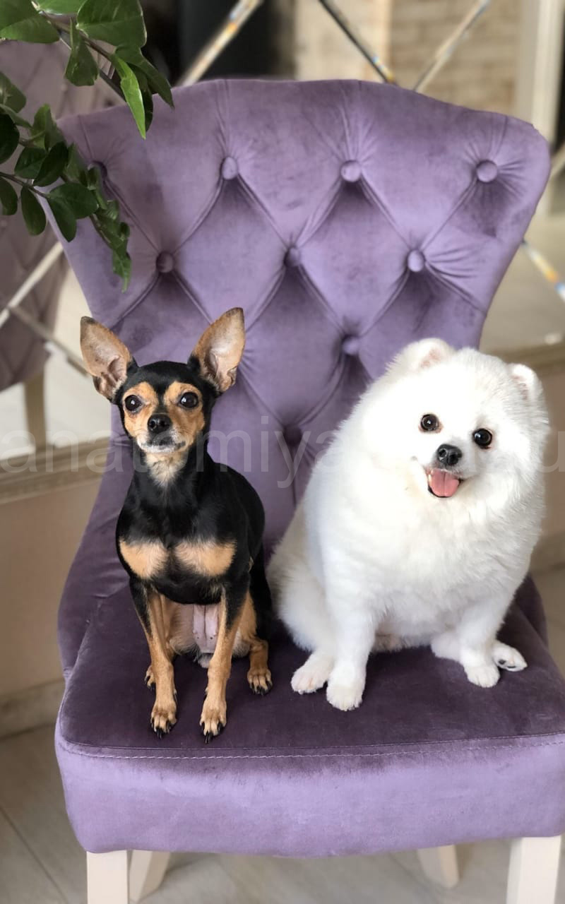 отзыв о Стул Flepers Lion Милано фото 2